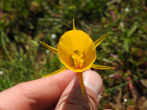 Image of Narcissus bulbocodium by (c) Duarte Frade, some rights reserved (CC BY)
