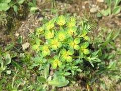 Euphorbia stracheyi