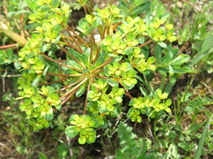 Euphorbia stracheyi