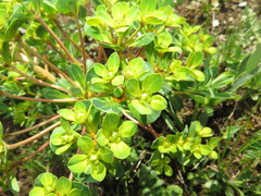 Euphorbia stracheyi