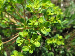 Euphorbia stracheyi