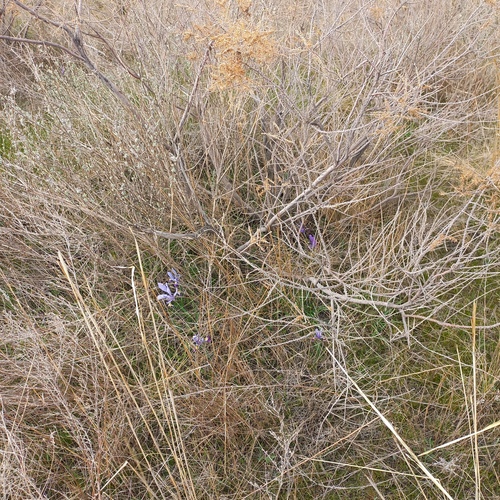 Iris kolpakowskiana, photograph 5