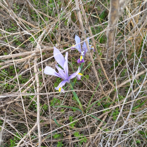Iris kolpakowskiana, photograph 6