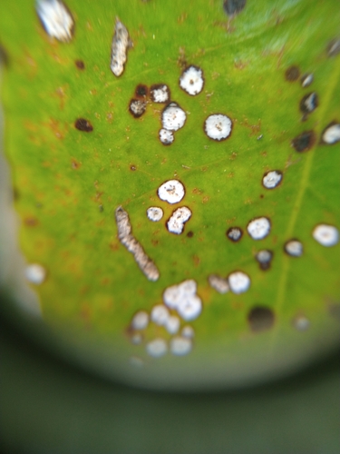 Mycosphaerella colorata