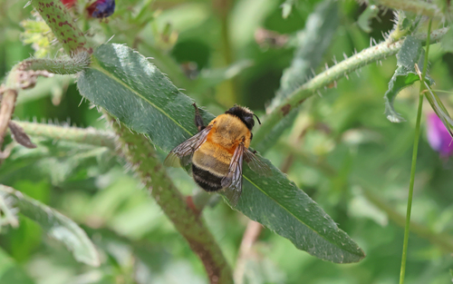Anthophora hispanica