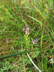 Polygala comosa