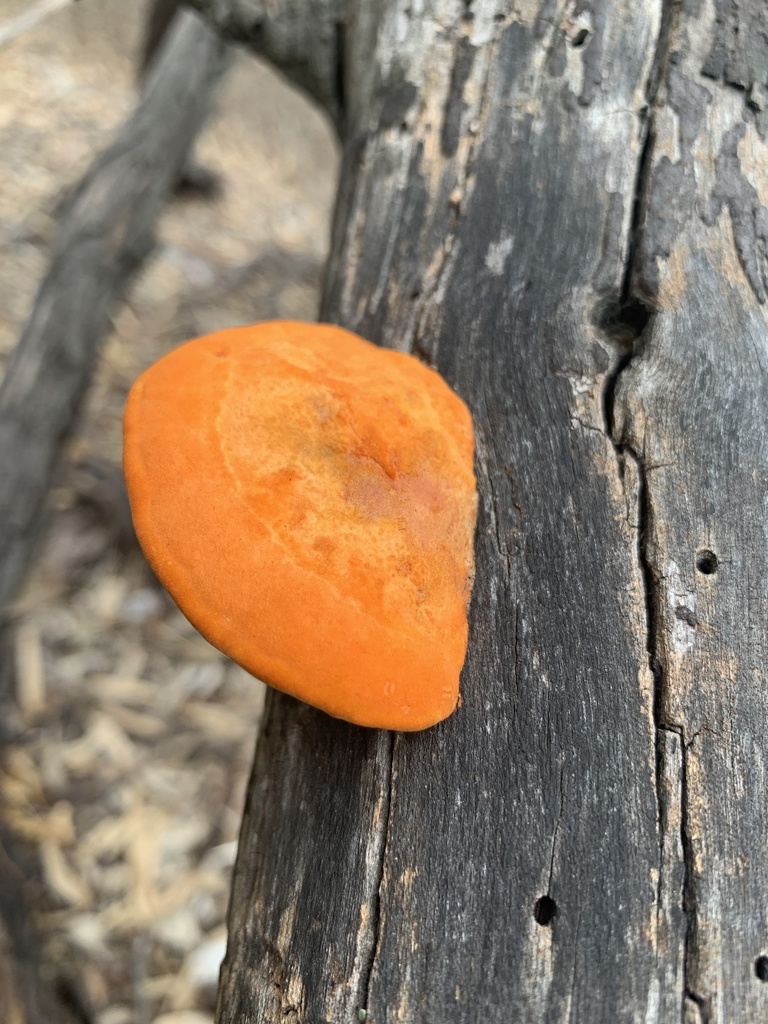 Trametes coccinea · April 2025 · photo: © celadonfern (iNaturalist, cc-by)