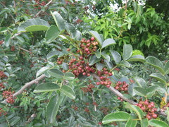 Zanthoxylum bungeanum