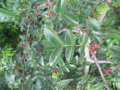 Zanthoxylum bungeanum