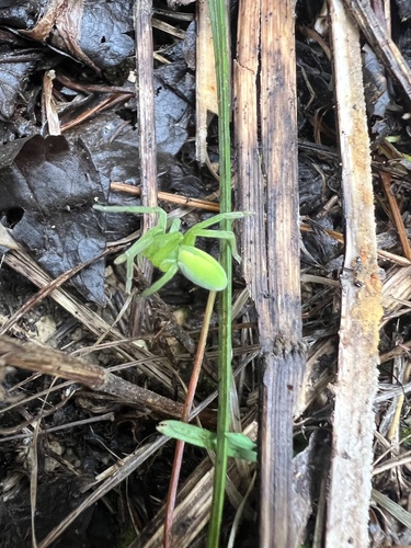 Green Huntsman Spider photo 5