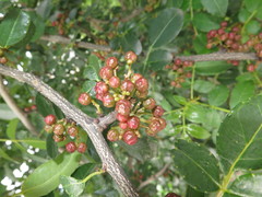 Zanthoxylum bungeanum