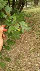 Crataegus dipyrena