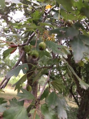 Crataegus dipyrena