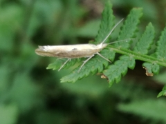 Ypsolopha falcella