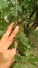 Crataegus dipyrena