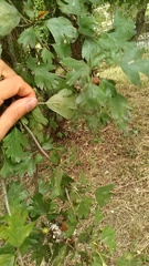 Crataegus dipyrena