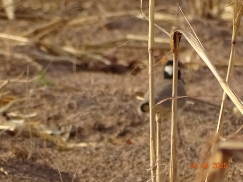 Black-headed Lapwing