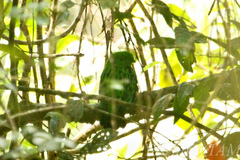 Calyptomena whiteheadi
