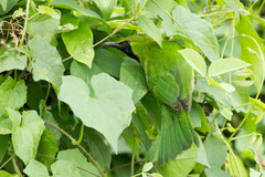 Chloropsis cyanopogon