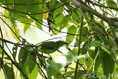 Chloropsis cyanopogon