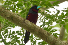 Cymbirhynchus macrorhynchos