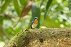 Cyornis