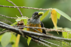 Dicaeum trigonostigma