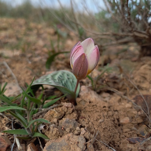 Tulip plant photo (Tulipa spp.)