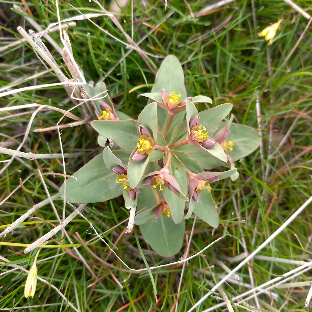 Euphorbia rapulum Kar. & Kir.