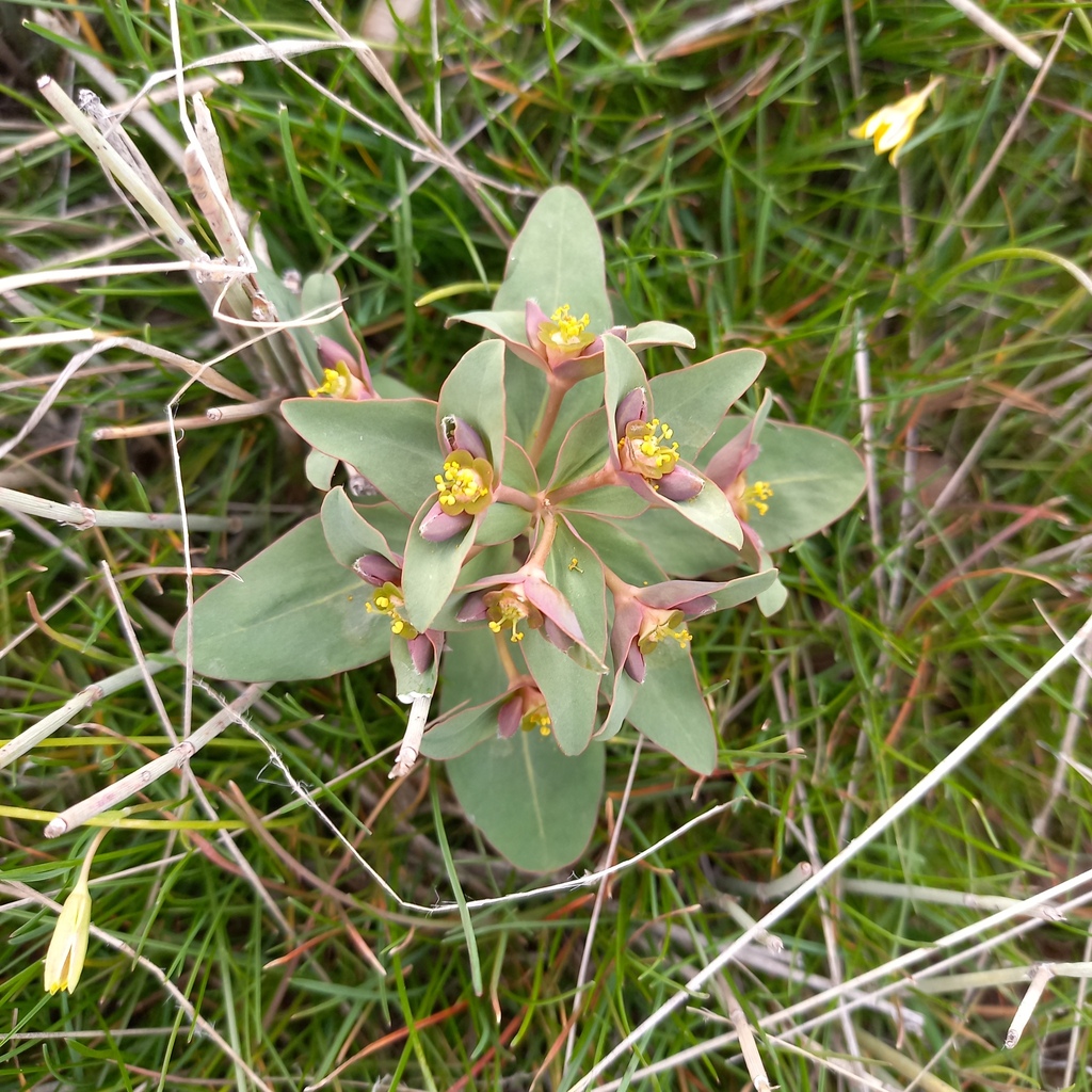 Euphorbia rapulum Kar. & Kir. 2