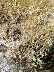 Atriplex verrucifera