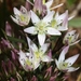 Swertia japonica - Photo (c) Alpsdake, μερικά δικαιώματα διατηρούνται (CC BY-SA)