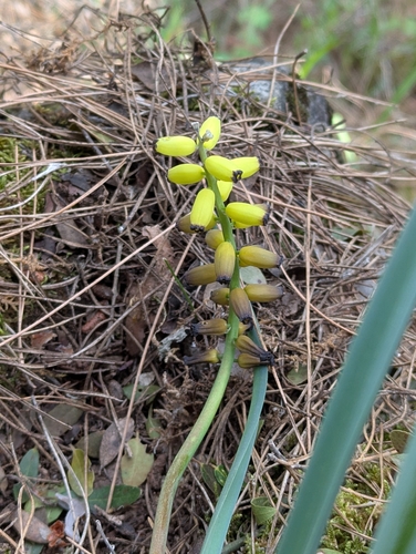 Yellow Grape-hyacinth (Muscari macrocarpum)