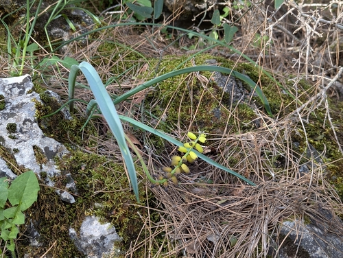 Muscarimia macrocarpa, photograph 3