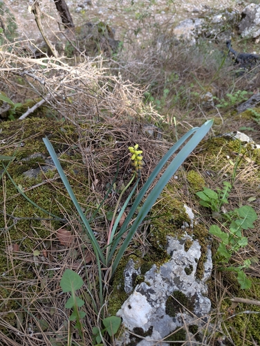 Image of Muscari macrocarpum by no rights reserved