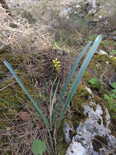 Image of Muscari macrocarpum by no rights reserved