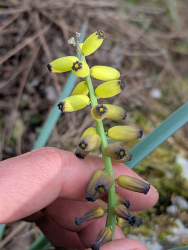 Image of Muscari macrocarpum by no rights reserved