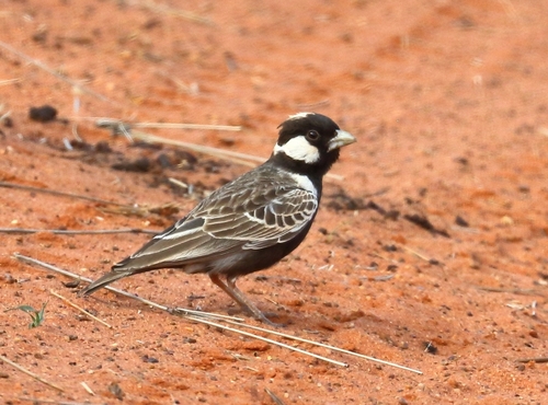 Grey-backed Sparrow-Lark (Eremopterix verticalis), photo 6
