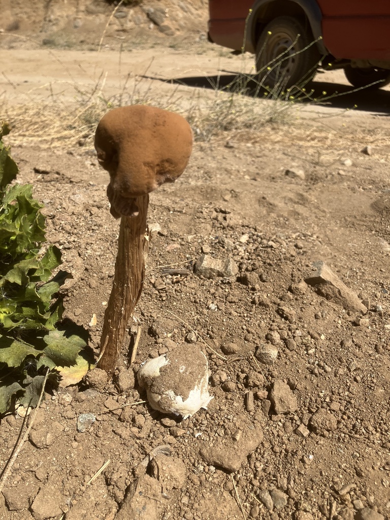 Battarrea phalloides · April 2025 · photo: © willbmisled (iNaturalist, cc-by)