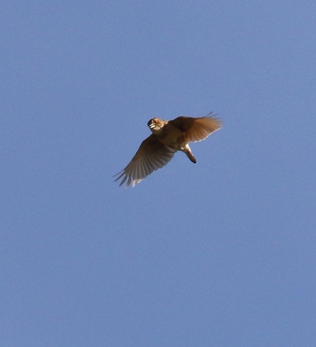 Melodious Lark (Mirafra cheniana), photo 4