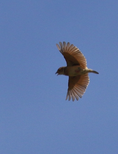 Melodious Lark (Mirafra cheniana), photo 9