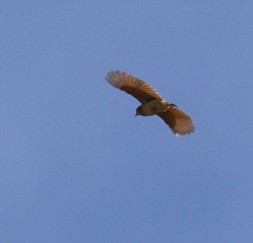 Melodious Lark (Mirafra cheniana), photo 10