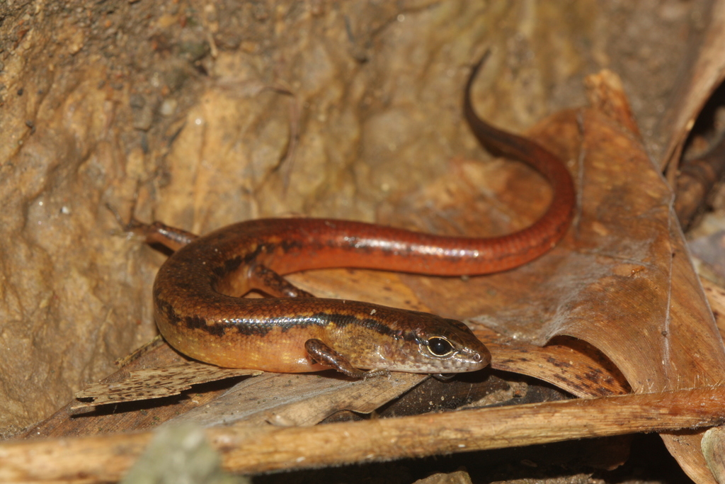 Red-Tailed Ground Skink