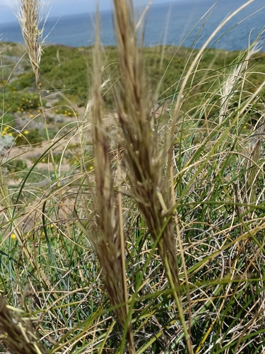 Image of Macrochloa tenacissima by no rights reserved