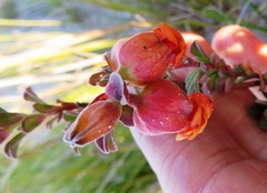 Hermannia ternifolia