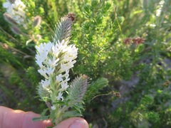 Dischisma ciliatum erinoides