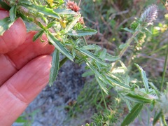 Dischisma ciliatum erinoides