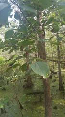 Populus heterophylla