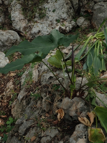 Image of Arum dioscoridis by no rights reserved