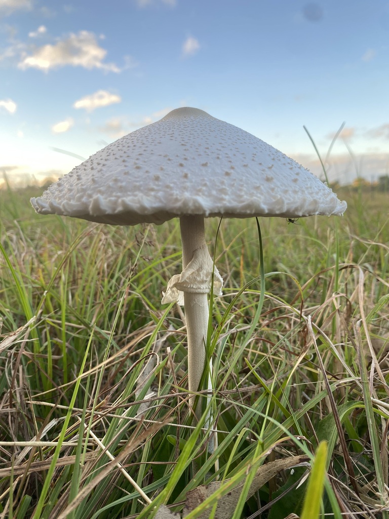 Macrolepiota dolichaula · April 2025 · photo: © farmerfox_1 (iNaturalist, cc-by)